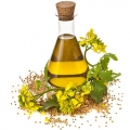 Rapeseed Oil Cannot Replace Olive Oil in a Mediterranean-Style Diet